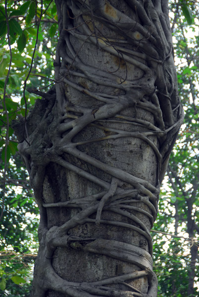 Odd tree along Hoan Kiem Lake
