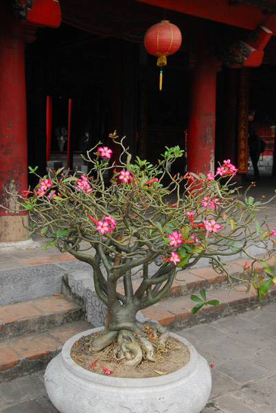 Bonsai tree, Temple of Literature, Hanoi
