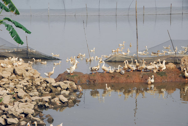 A flock of ducks, popular menu items in the Far East