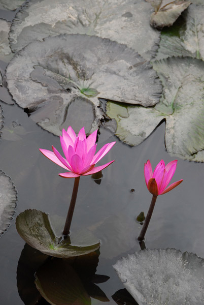 Lily pads and flowers, Hoa Lu