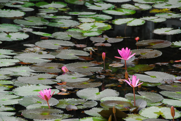 Lily pads and flowers, Hoa Lu - Dinh Tien Hoang temple