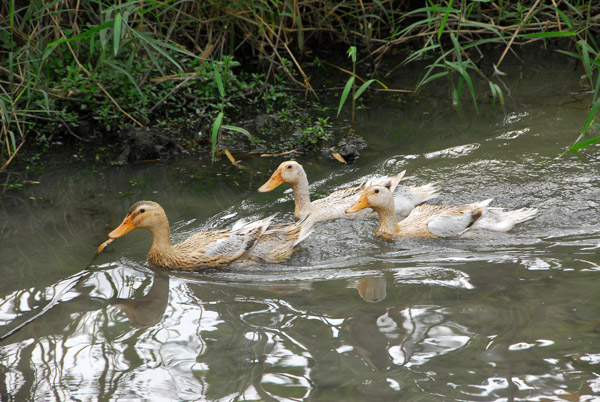 Ducks, Hoa Lu