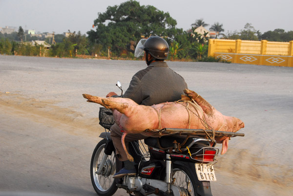 Freshly slaughtered pig on the back of a motorbike, Thai Binh