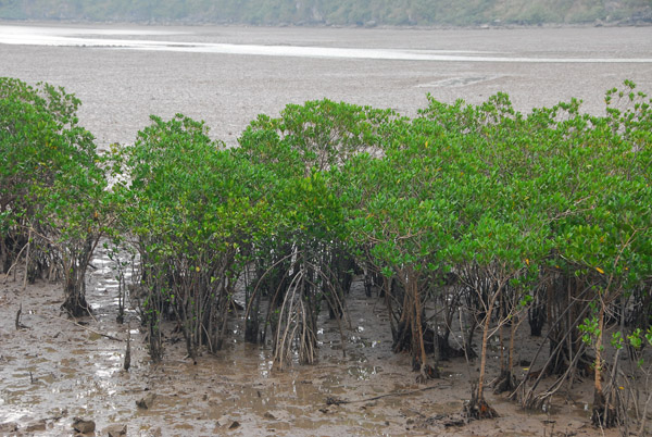 Mangroves, north Cat Ba Island