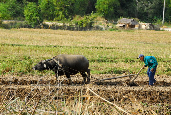 Farmer plowing with a water buffalo, Hien Hao, Cat Ba Island (west)
