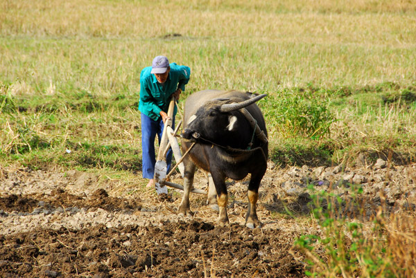 Farmer plowing with a water buffalo, Hien Hao, Cat Ba Island (west)