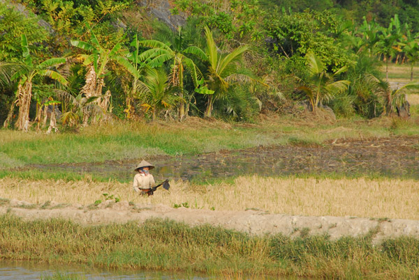 Farmer working in a rice paddy, Cat Ba Island