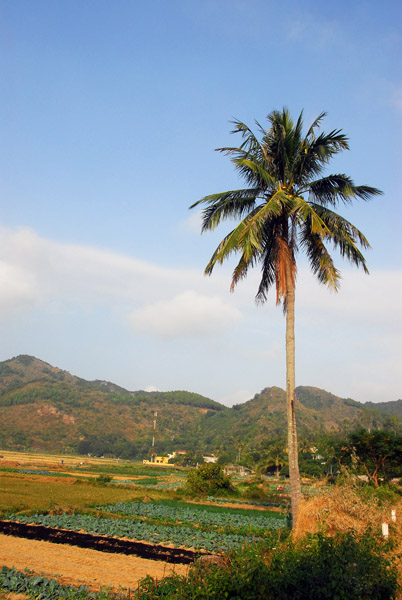 Palm tree and fields, Cat Ba Island