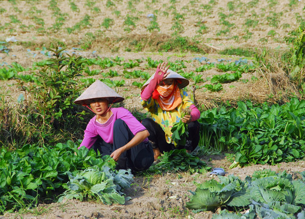 Vietnamese farmer, Cat Ba Island