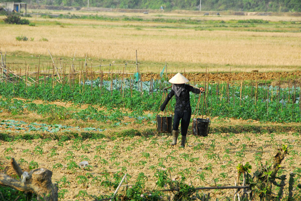 Manual irrigation, Cat Ba Island, Vietnam