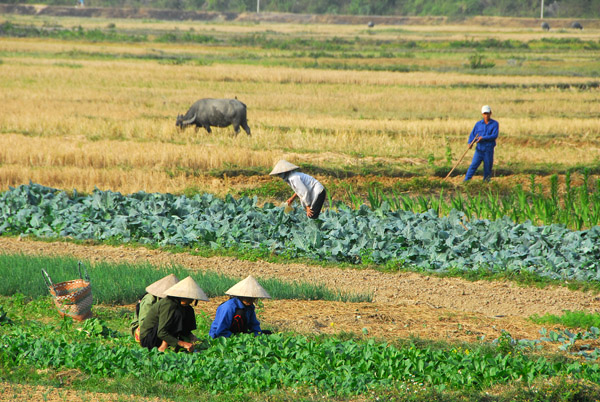 Vietnamese pastoral scene - vegetable field, Cat Ba Island