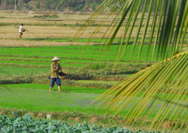 Rice paddy with farmer, Cat Ba Island