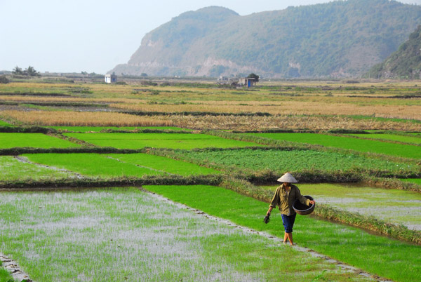 Rice paddies, southwest Cat Ba Island