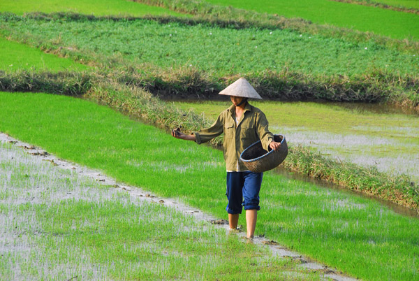 Vietnamese farmer in a rice paddy, Cat Ba Island