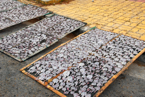 Small squid drying in the sun, Cat Ba Town