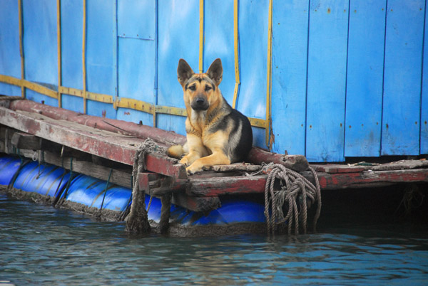 Floating village dog, Cat Ba Harbor
