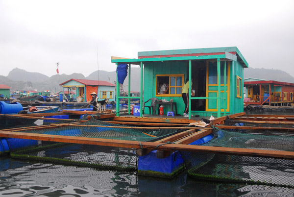 Fish pens, Cat Ba Harbor floating village