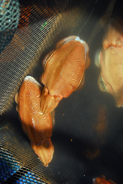 Cuttle fish, Halong Bay