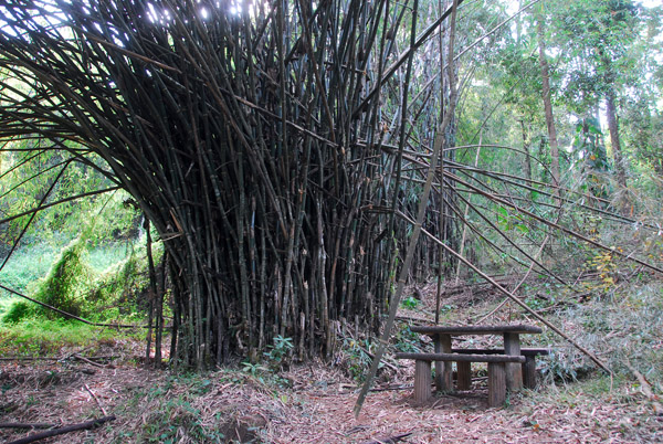 Picnic area with bamboo, Doi Inthanon National Park