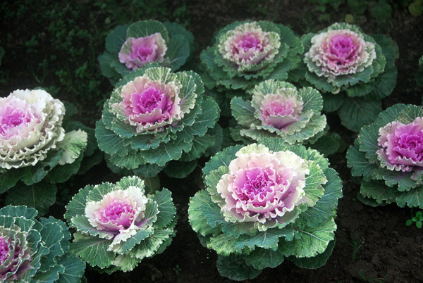 Garden behind the Chedi of the Queen, Doi Inthanon