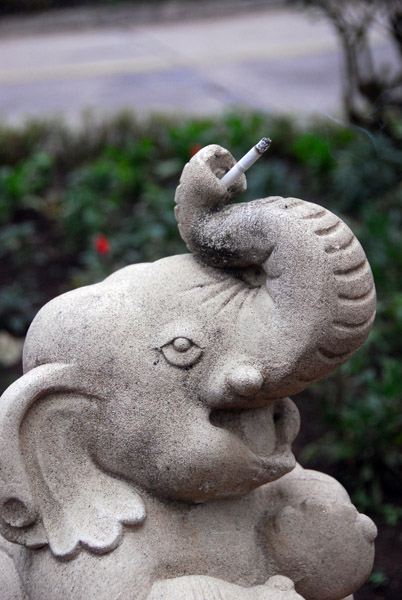 Elephant smoking...
