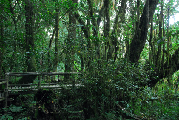 Ang Ka Nature Trail, Doi Inthanon