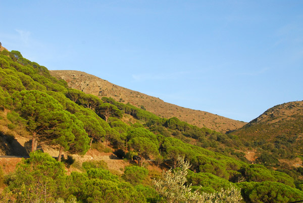 Green trees between Cadaques to El Port de la Selva