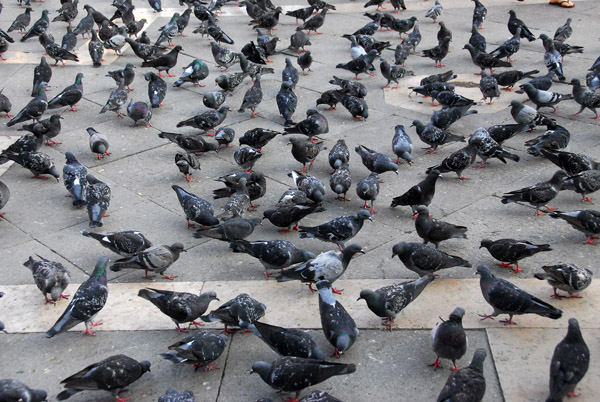 The famous pigeons of St. Mark's Square (supposedly winged rats to Venetians)