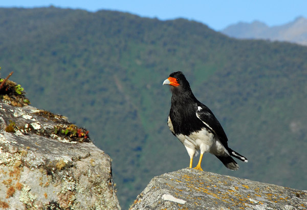 Mountain Caracara (Phalcoboenus megalopterus) Machu Picchu