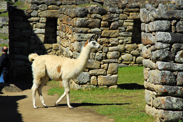 Llama wandering around Machu Picchu