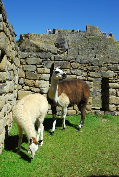 Machu Picchu's lawnmowers