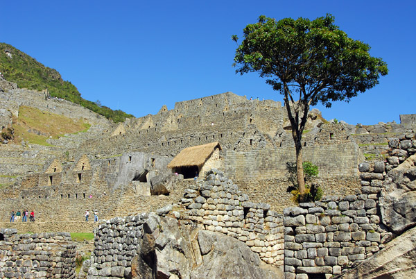 Tree growing among the ruins, Machu Picchu