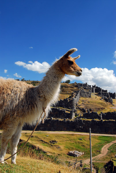 Llama, Sacsayhuamn