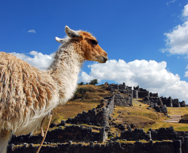 Llama with Sacsayhuamn in the background