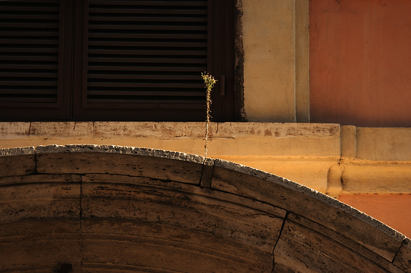 clandestine weed