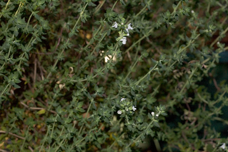thyme, in bloom