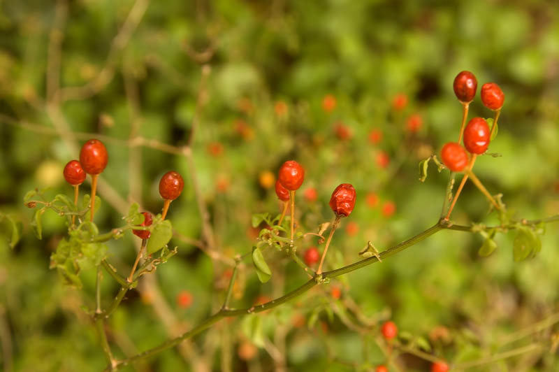 chiltepin chiles