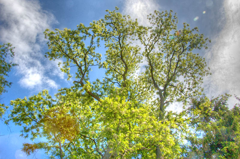 locust tree, may 21 2006