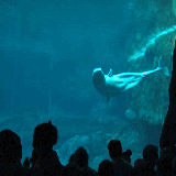 Beluga Whales
