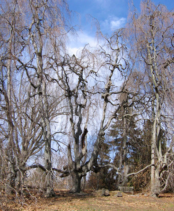 Weeping European Beech