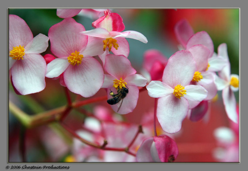 the flowers...