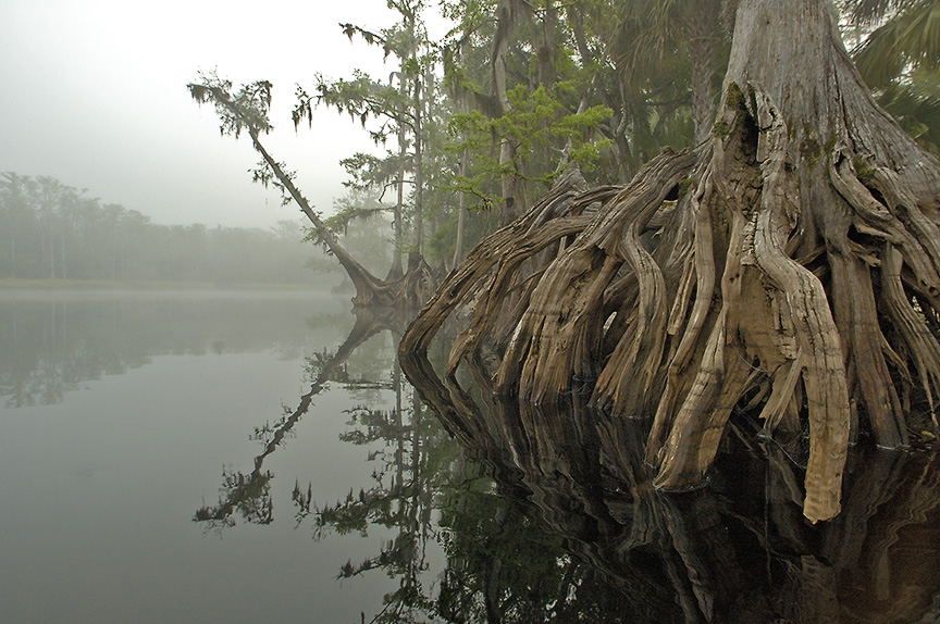 Fisheating Creek Foggy Morn