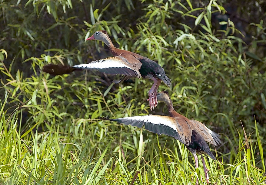Black Bellied Whistling Ducks Take Flight - Braden River