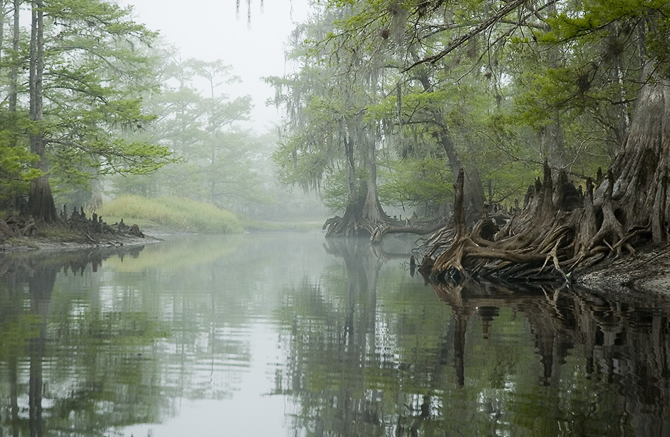 Fisheating Creek Foggy Morn 4