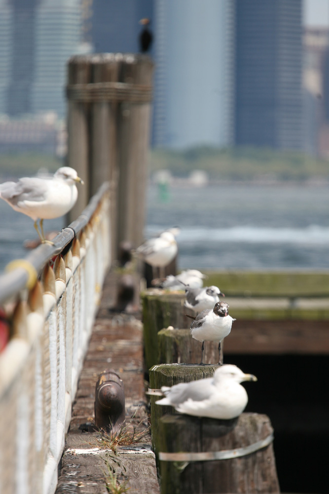 Liberty Island