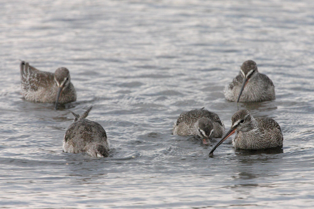 Spotted Redshank