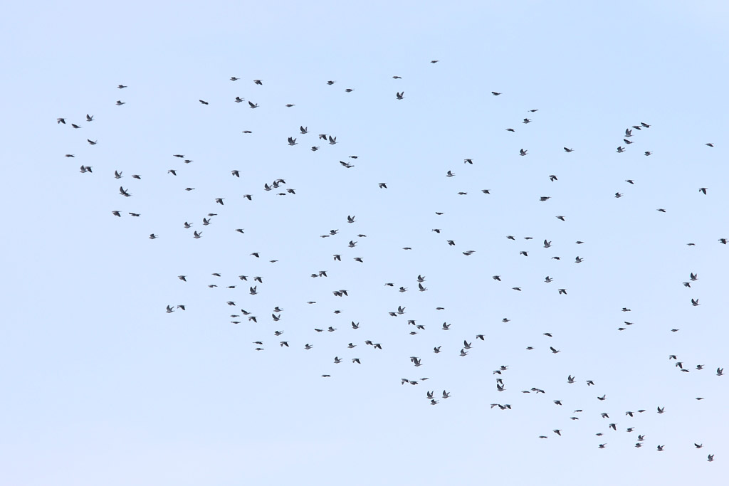 Common Wood Pigeon