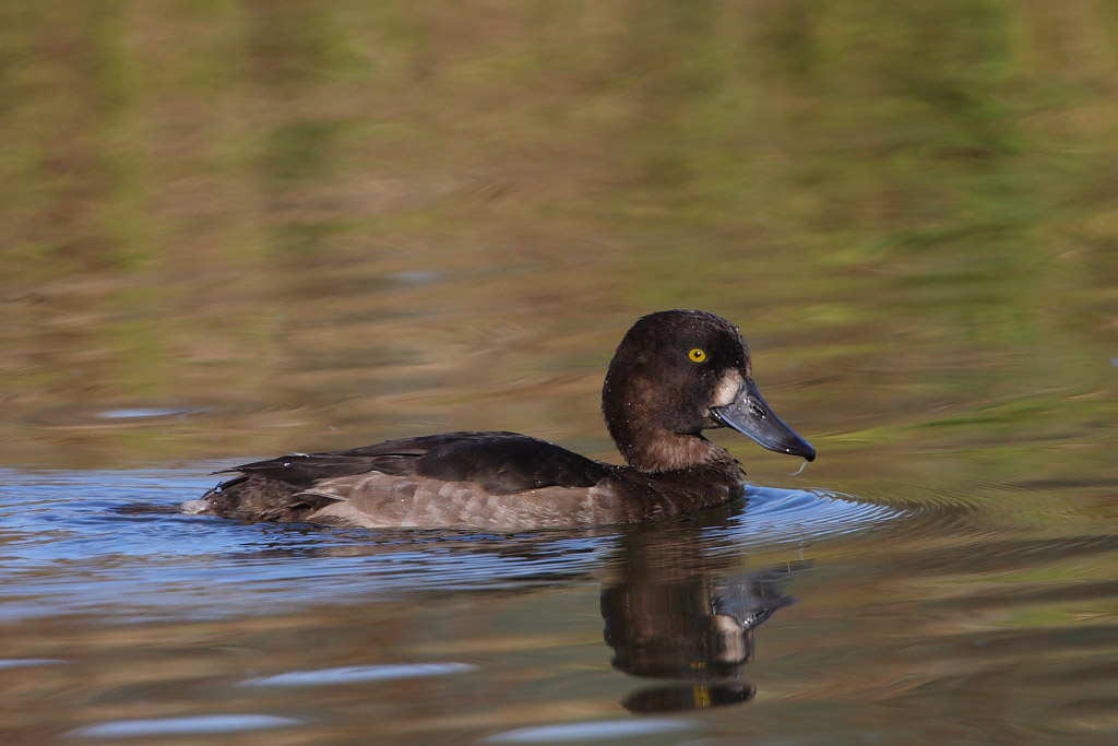 Tufted Duck, female