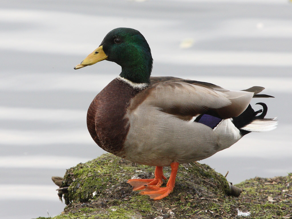 Mallard, male