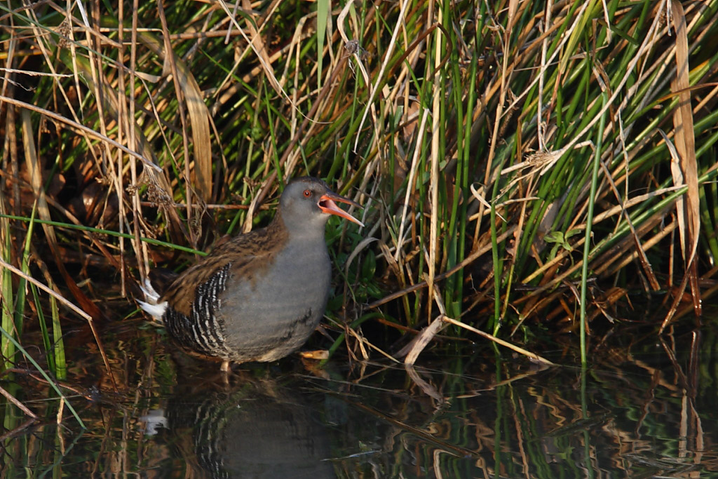 Water Rail